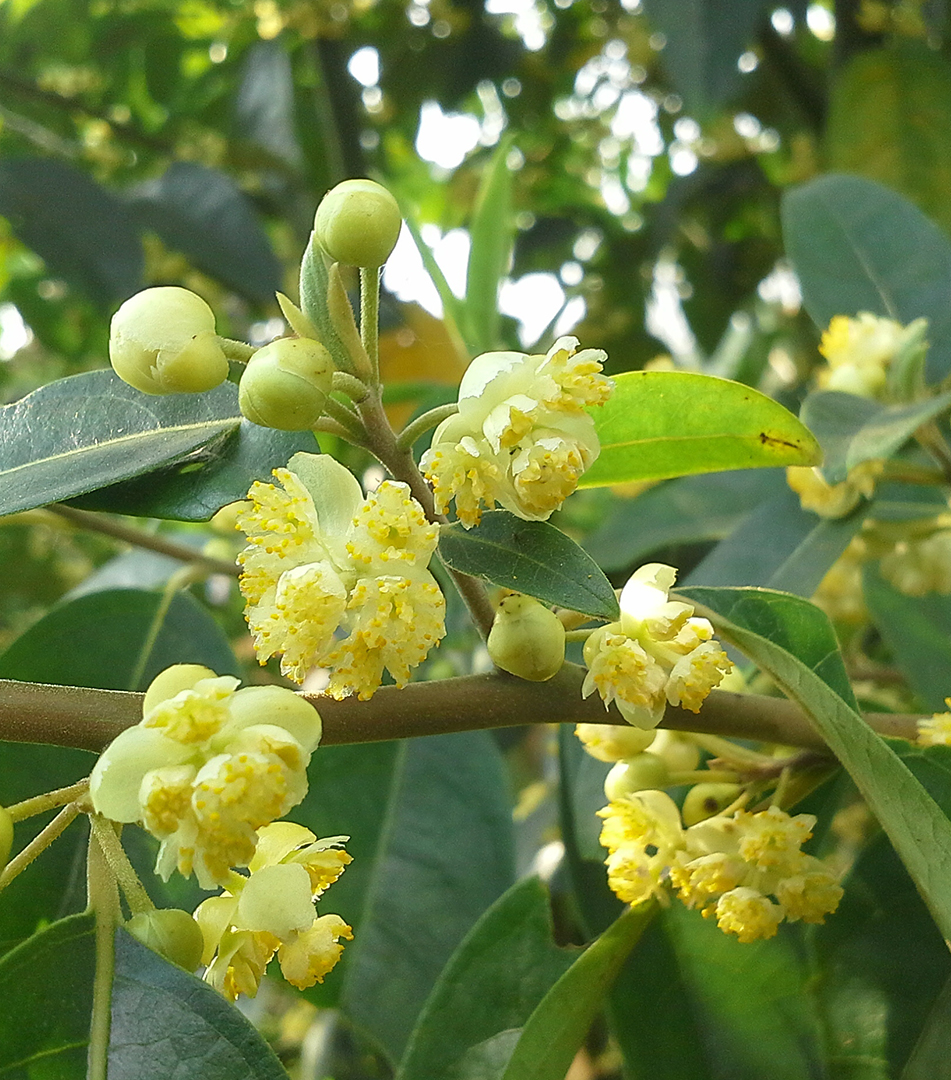 Litsea Cubeba